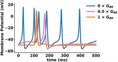 Large conductance voltage-and calcium-activated K+ (BK) channel in health and disease